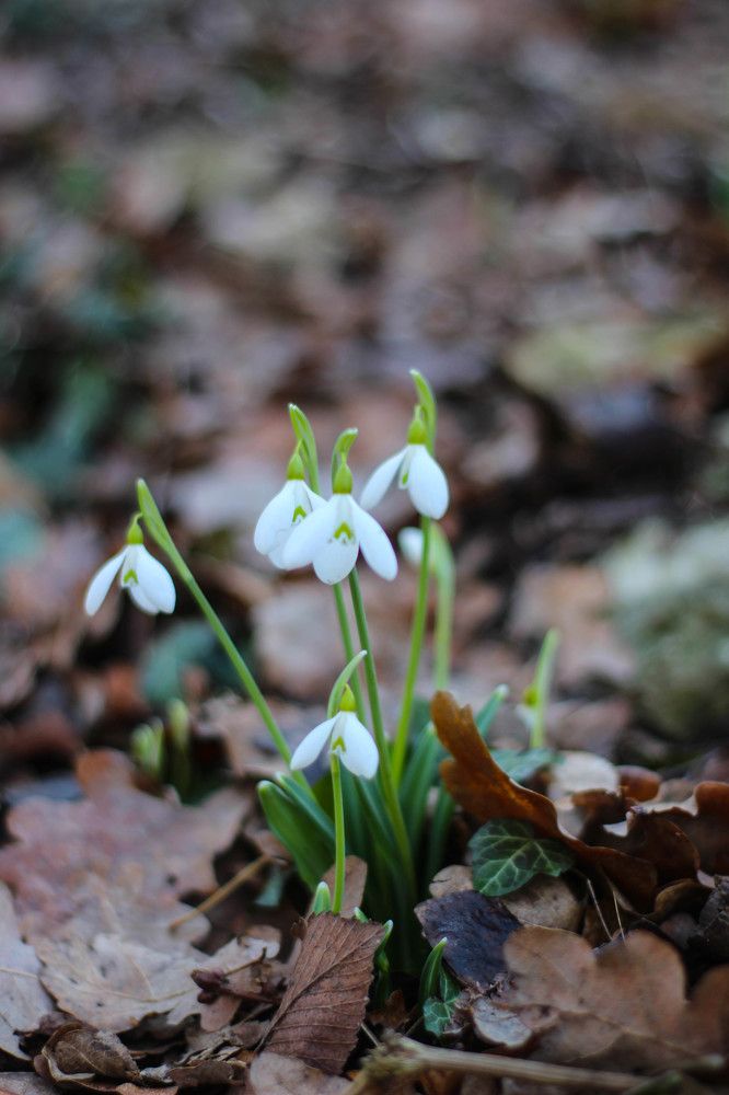Подснежники