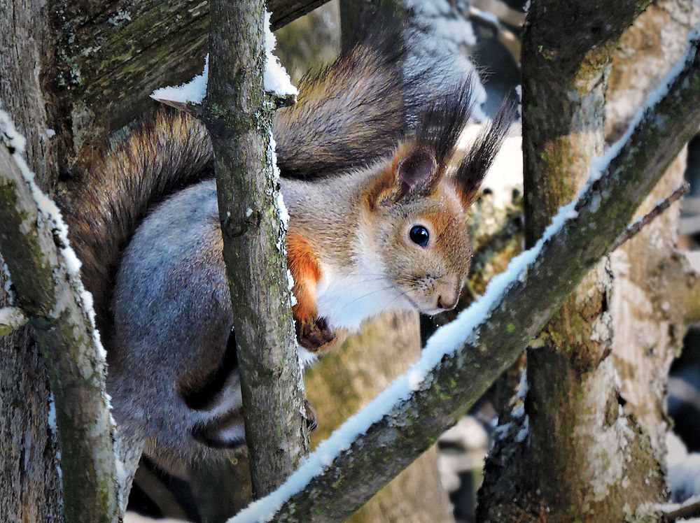 Белочка в лесу
