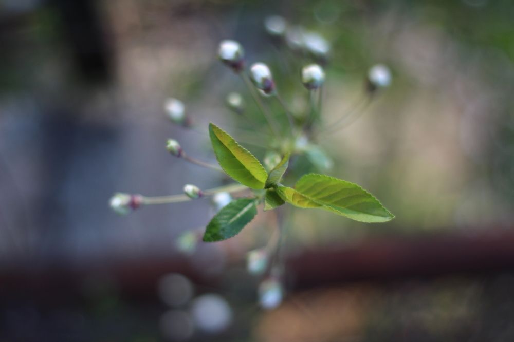 Пробуждение