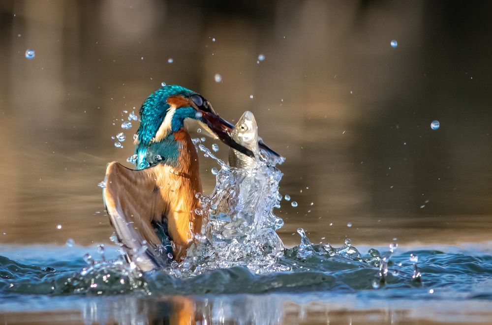 Kingfishers