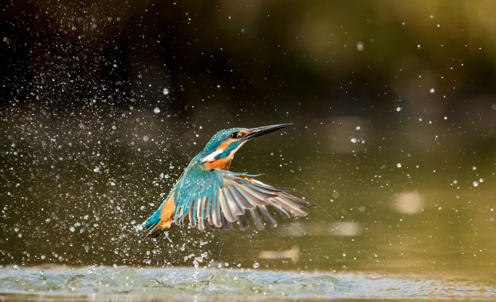 Blue bird of happiness