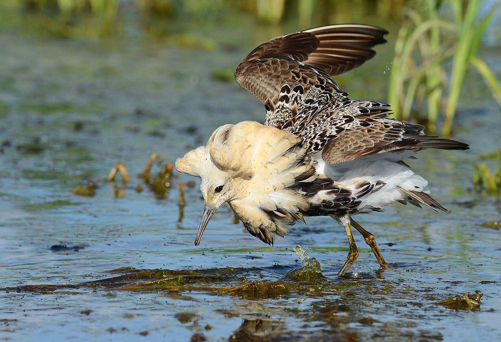 Атака турухтана