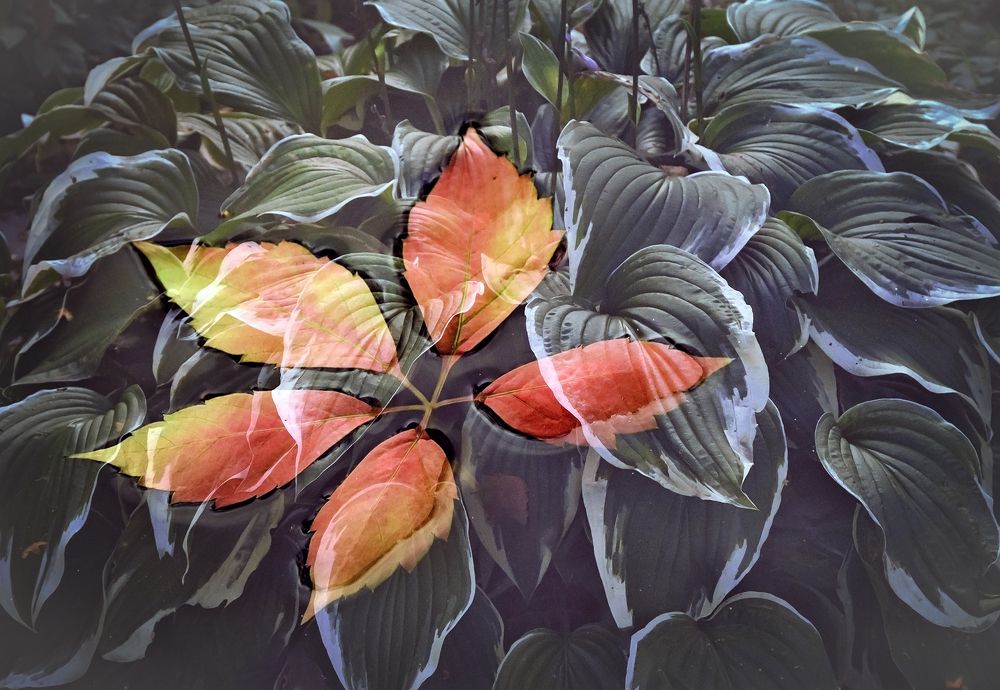 Золото осени.