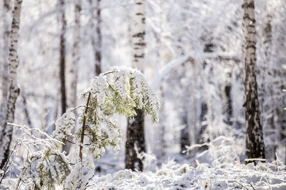 Сосёнка молодая, пока гибкая, несломненная