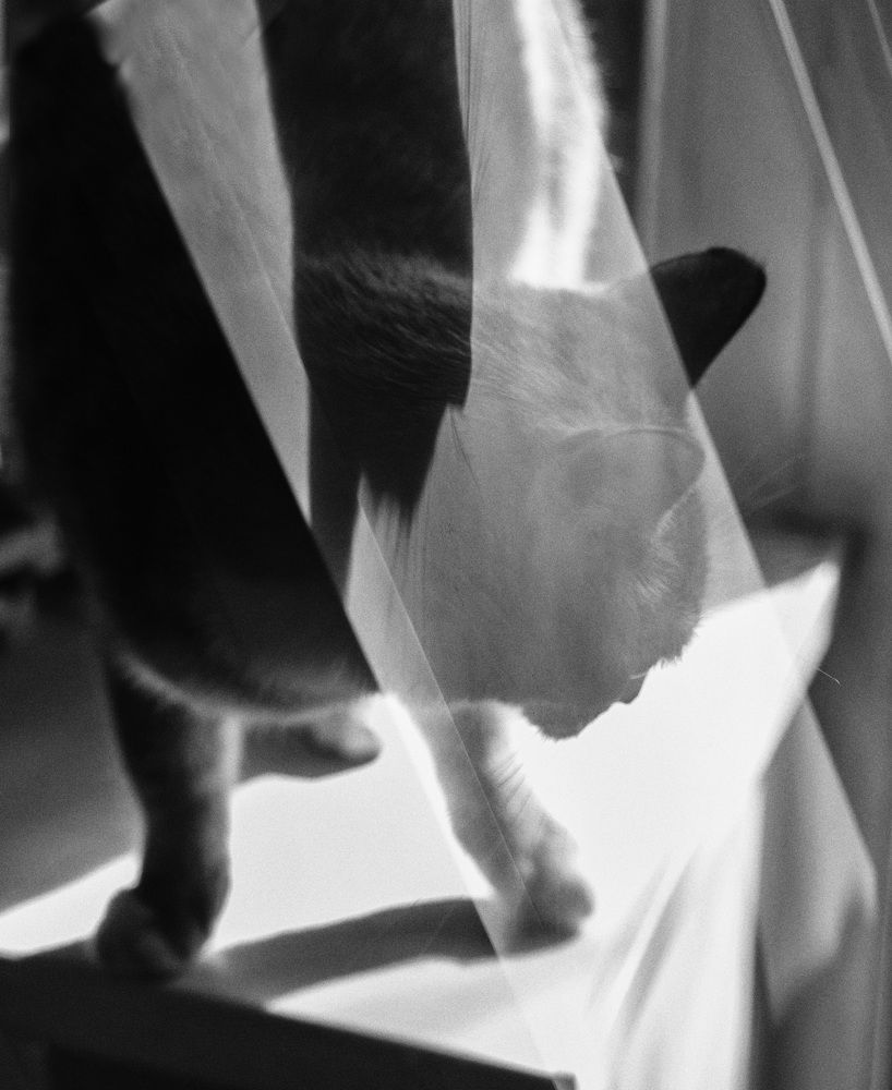 Коты с другой планеты