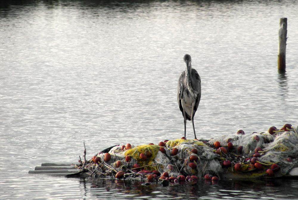 Heron sorrow