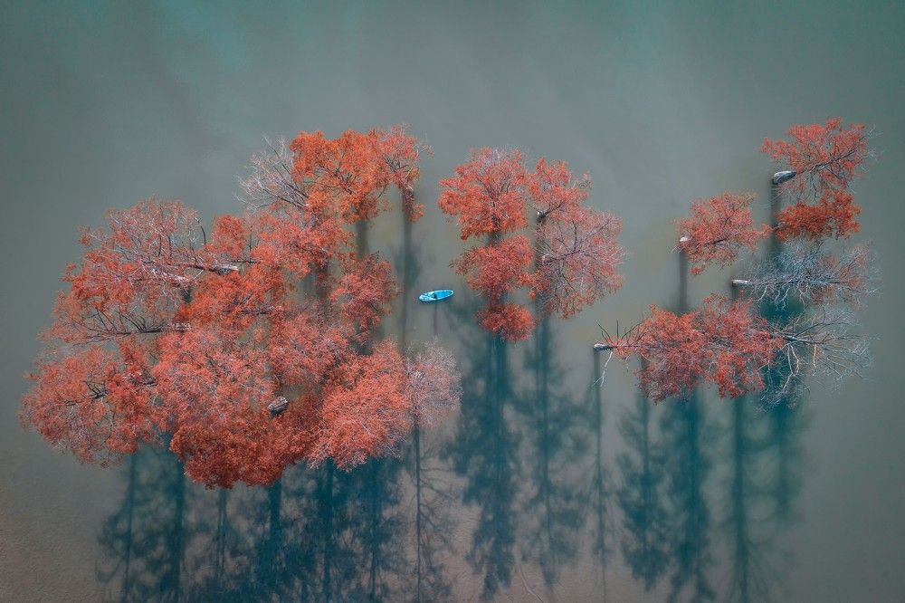 Болотные кипарисы на озере Сукко