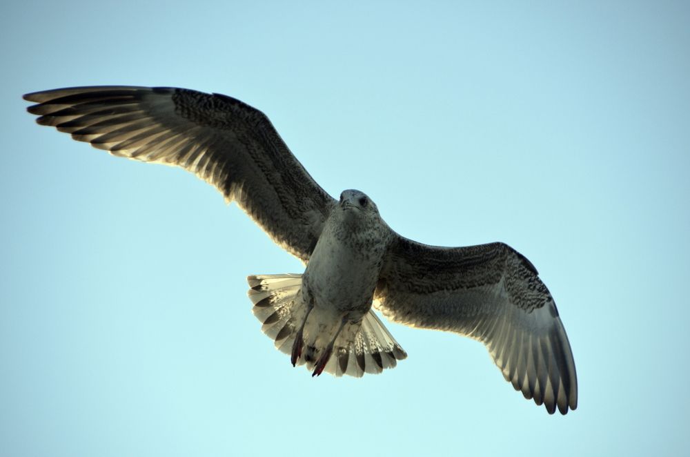 Photograph by Galina Baranovskaja