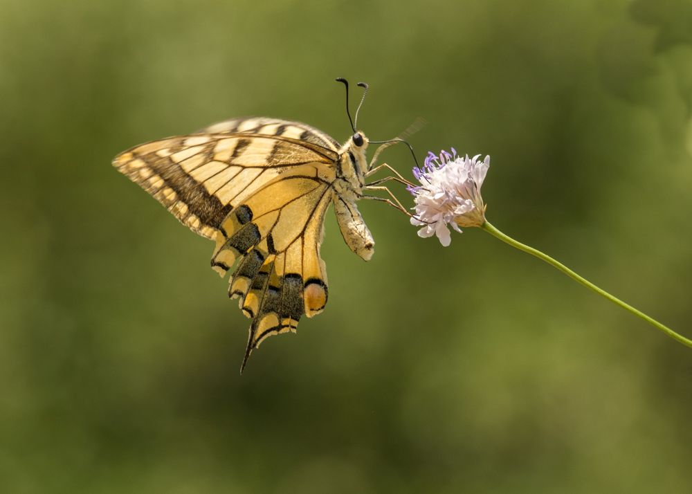 Common yellow swallowtail