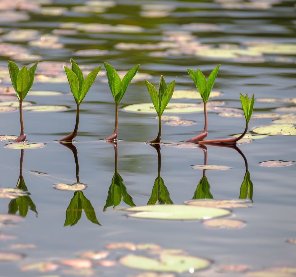 Озёрный узор