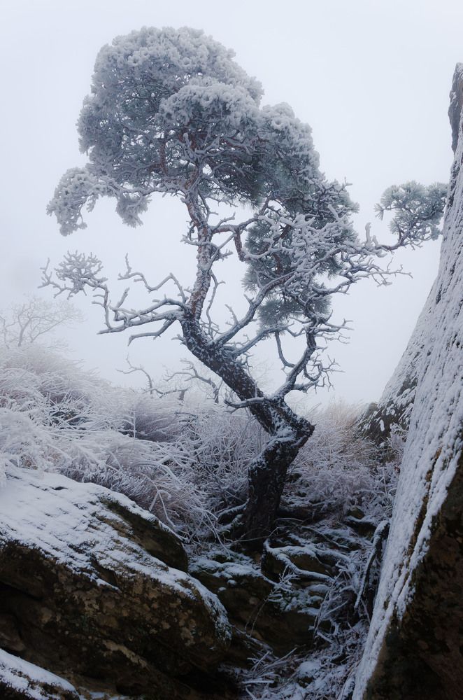 Проклятая колдунья