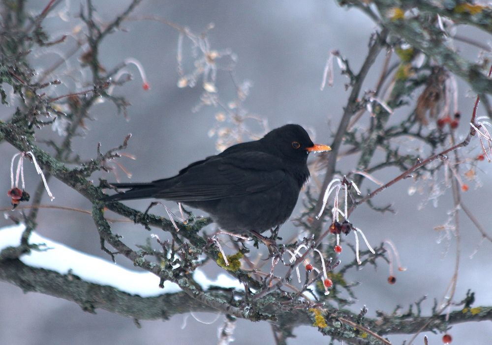 Черный дрозд