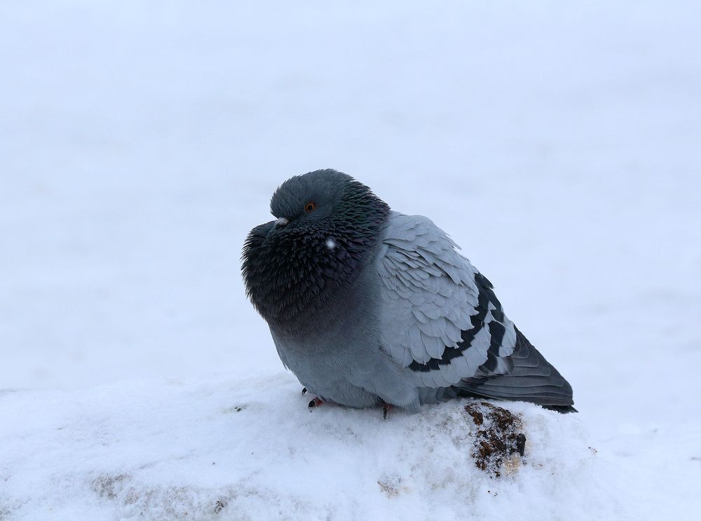 Всем было холодно... И мне тоже... Сизый голубь.
