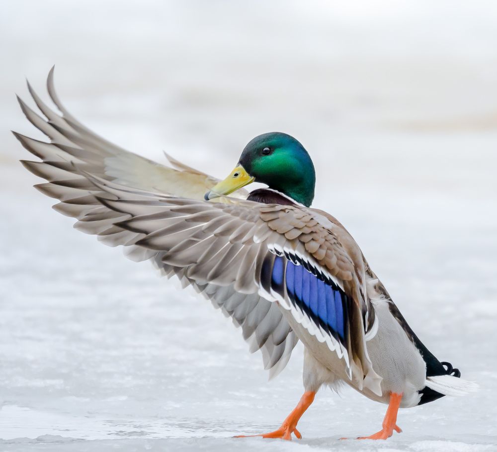 Будни дирижёра