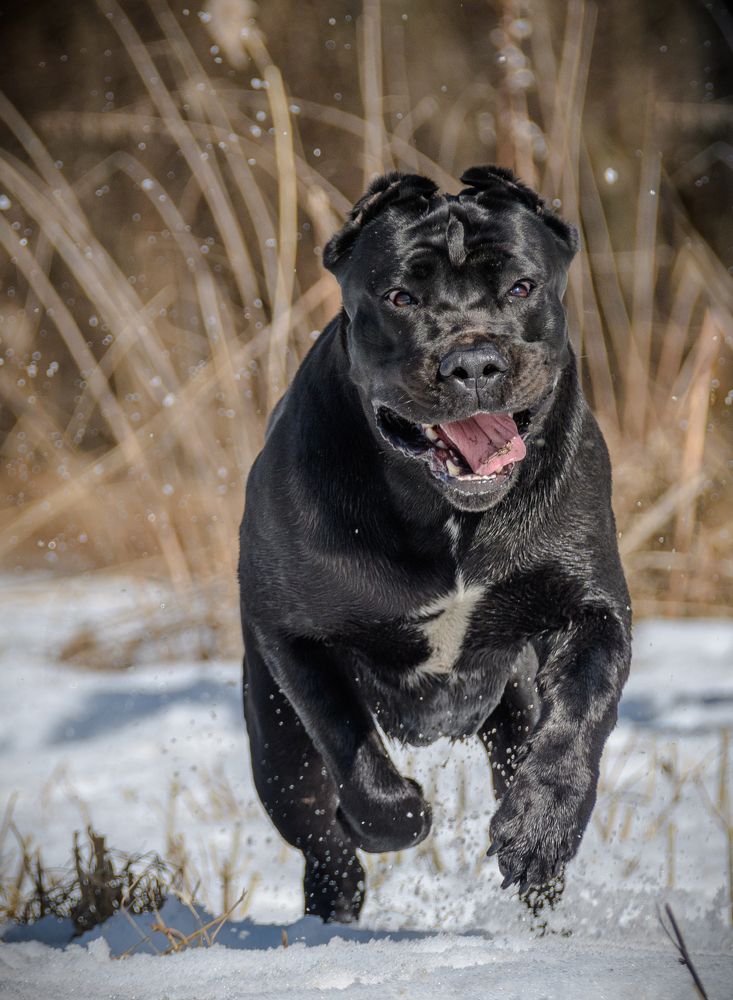 Любимец и просто красавец