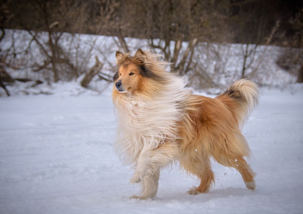 Эстетика колли