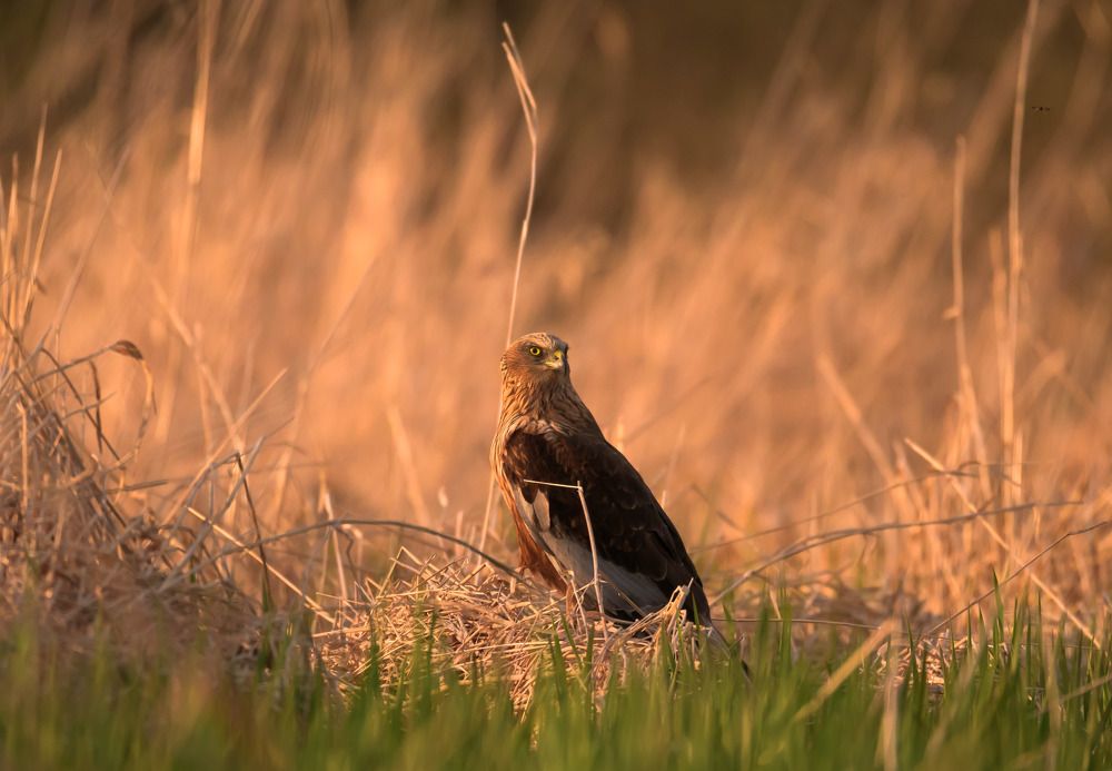 Сливаясь с закатом