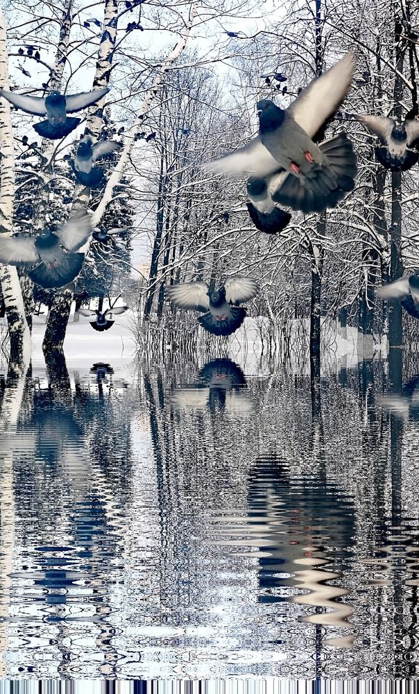 Полет голубей