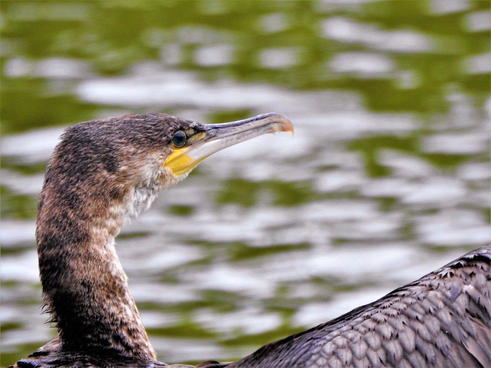 Phalacrocorax auritus