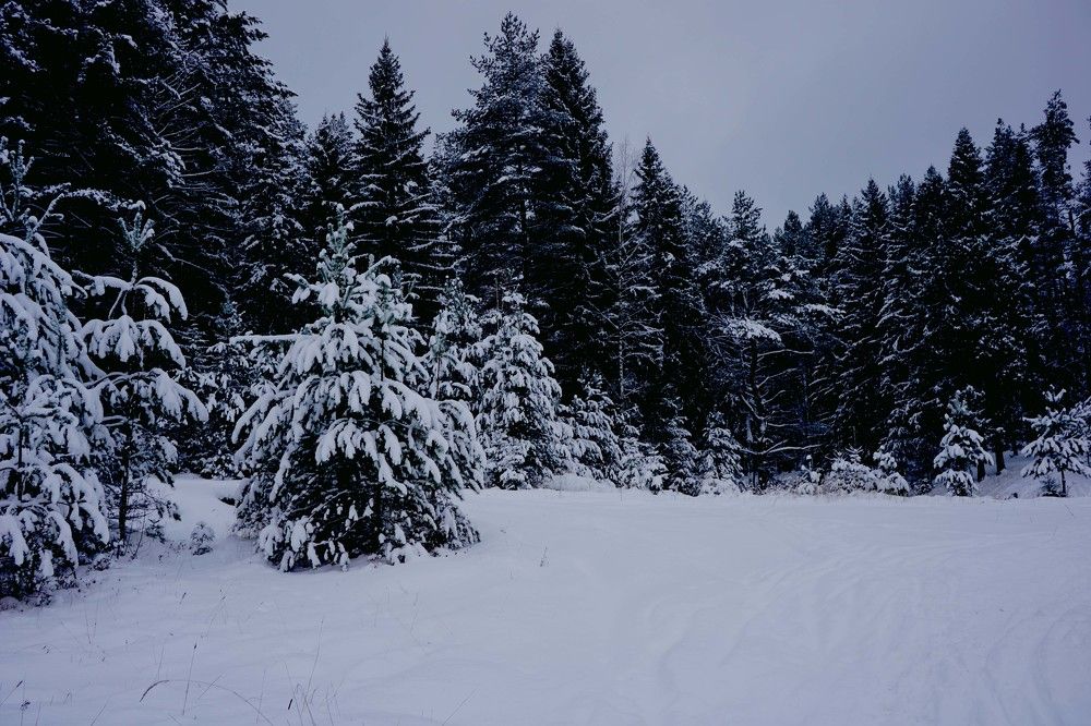 Forest