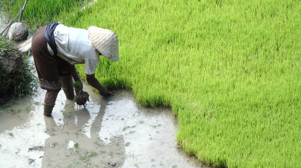 The Farmer planted a rice plant