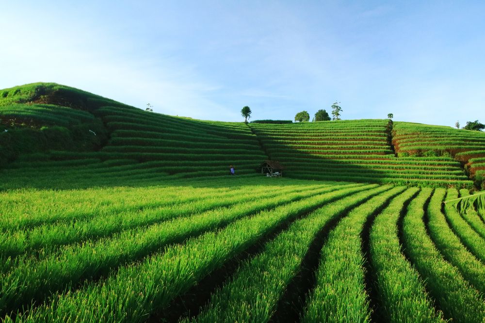 Terasering Panyaweuyan Argapura