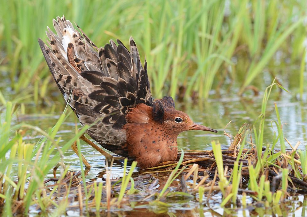В боевой стойке