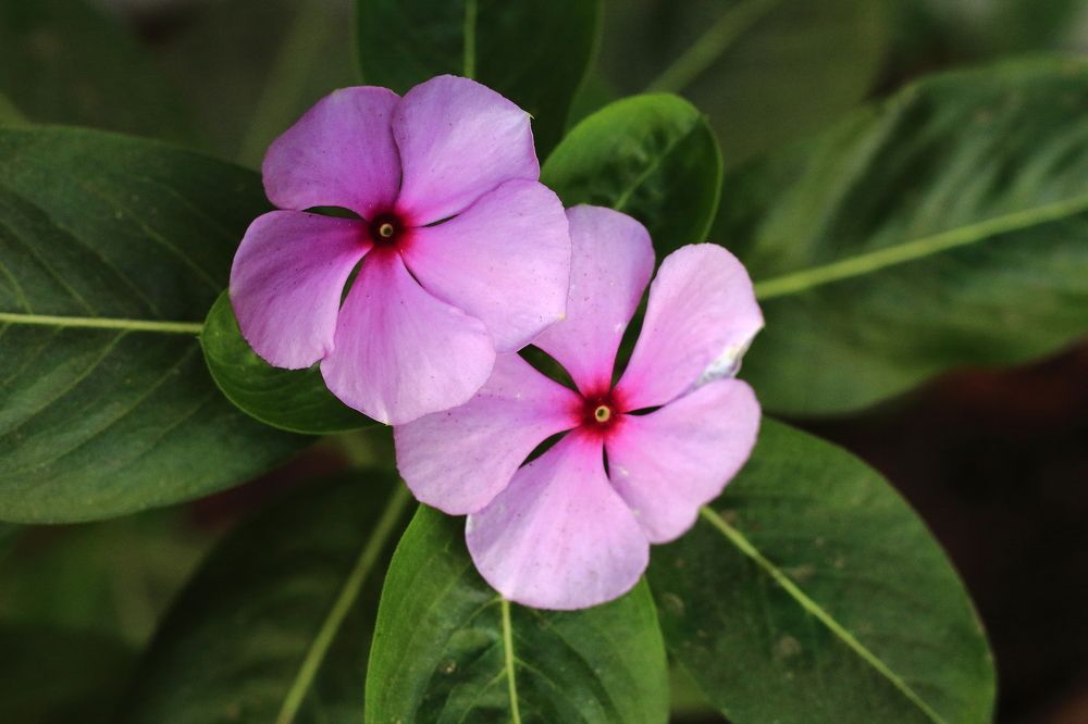 The similar flower