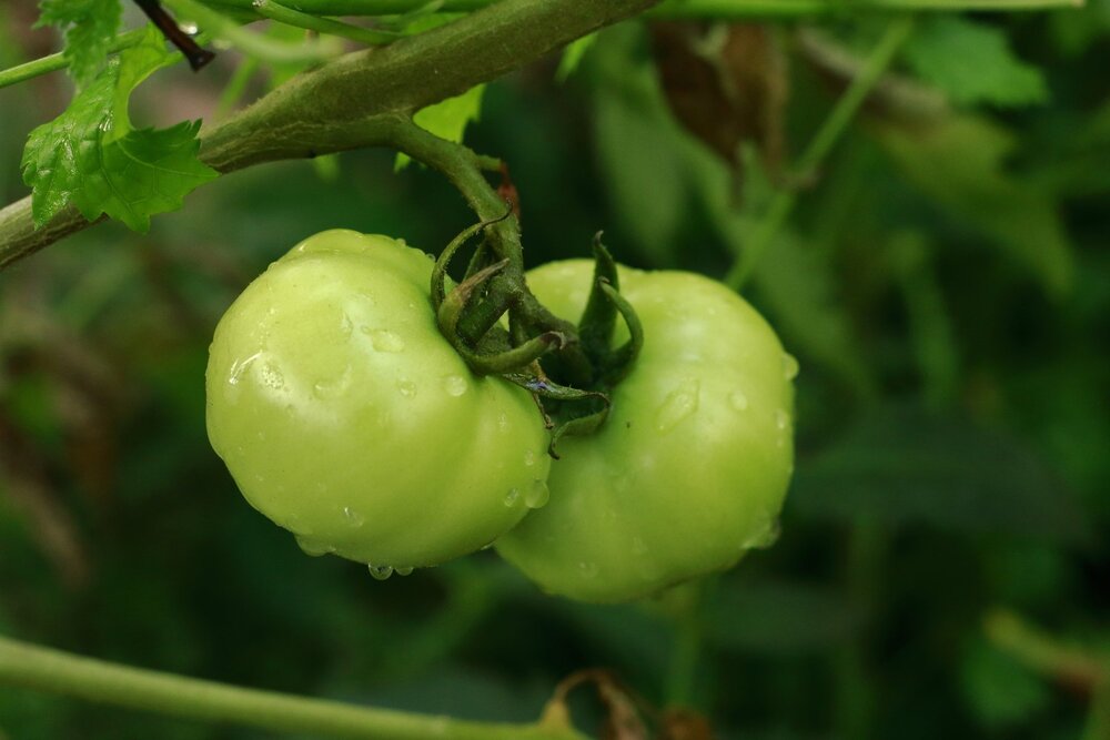 Tomatoes