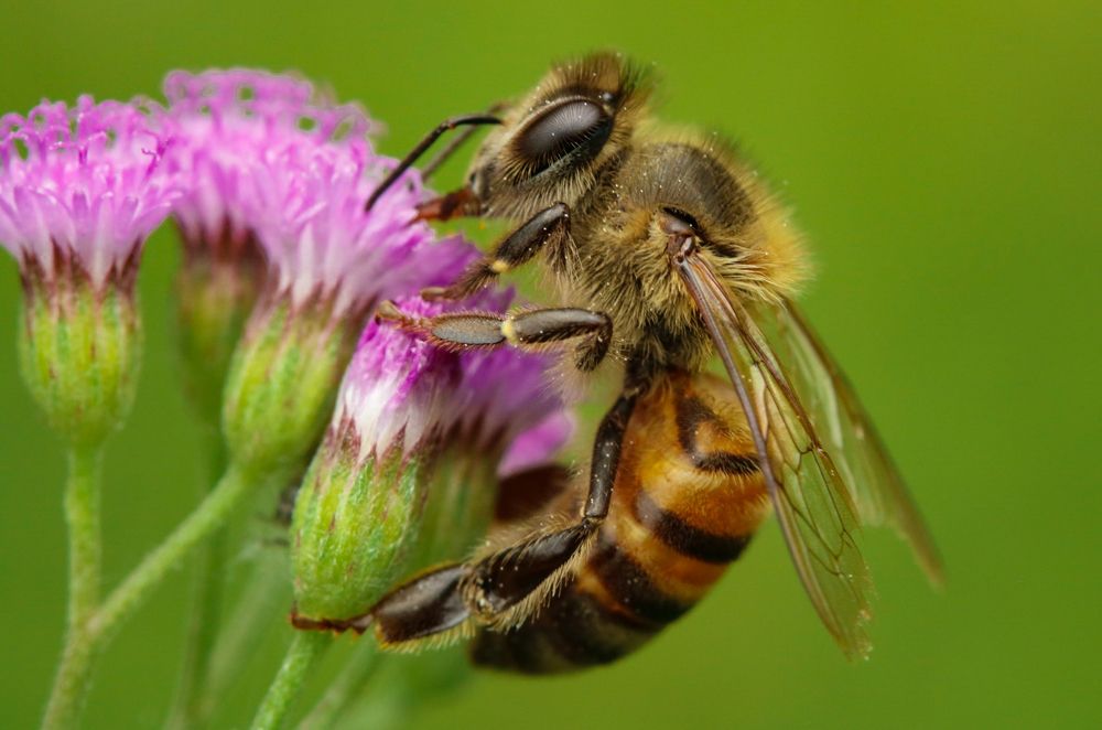 dependencia simbiótica