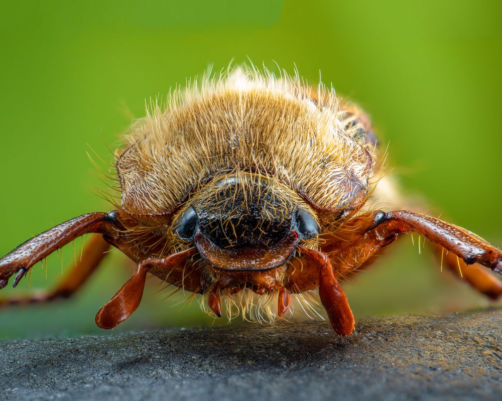 Photograph by Photons Reflectitur