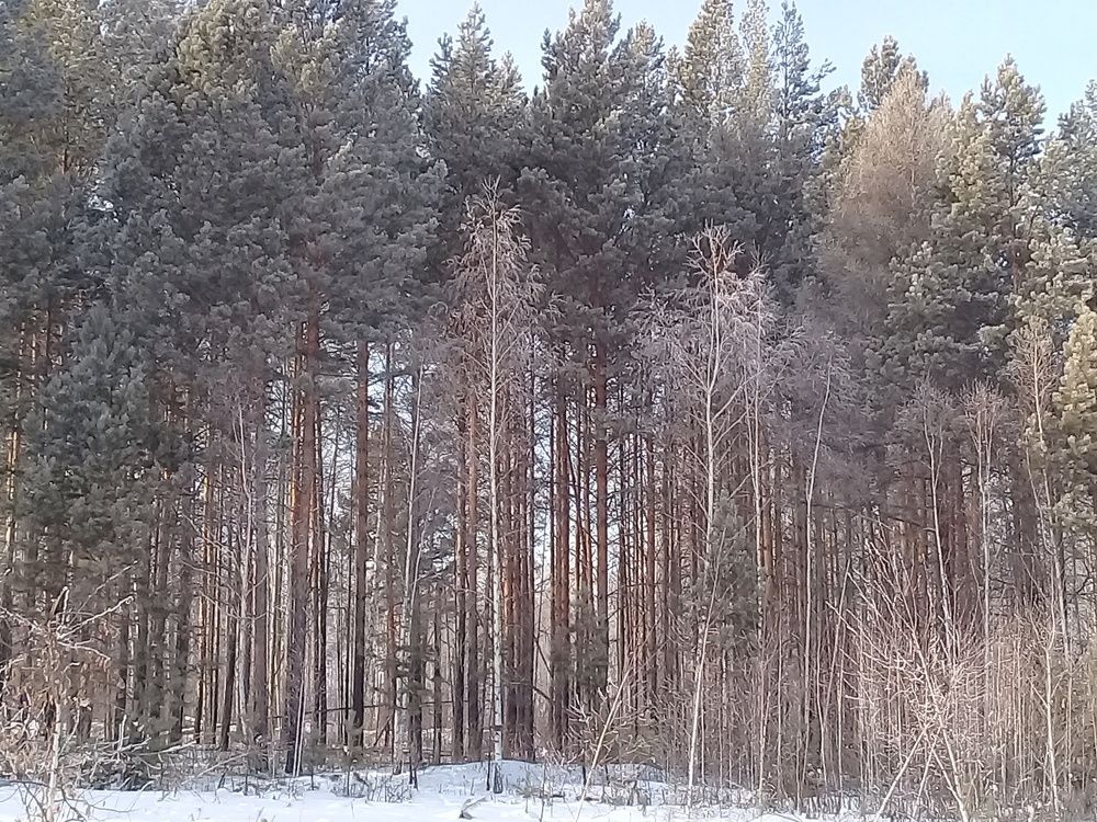 ЗИМНИЙ ЛЕС
