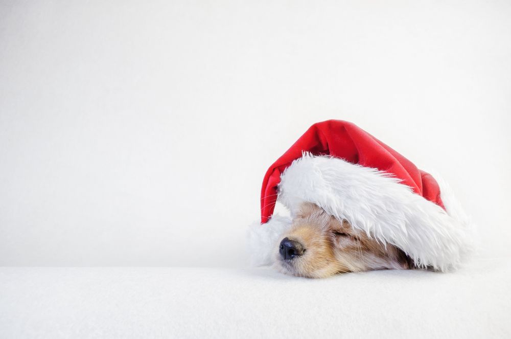 щенок на белом