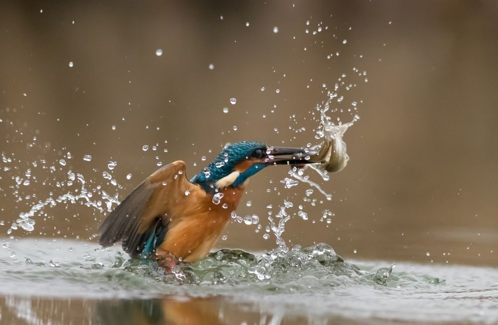 kingfisher with 2 fish