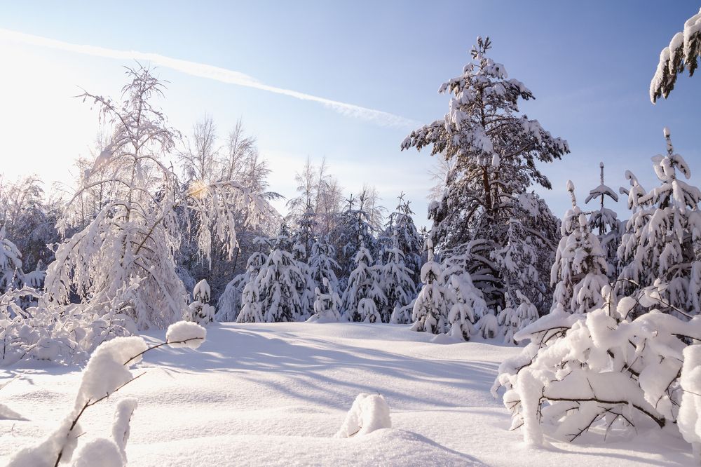 Зимний лес.