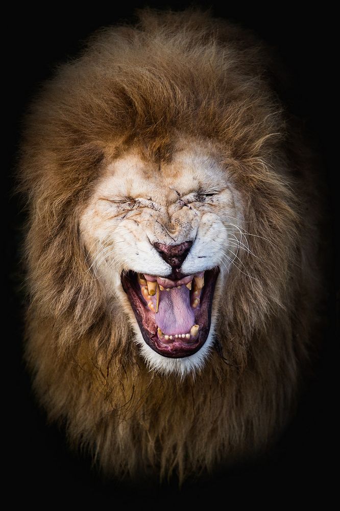 Портрет Льва