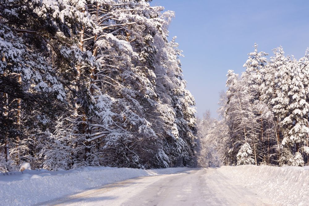 Дорога в лесу.