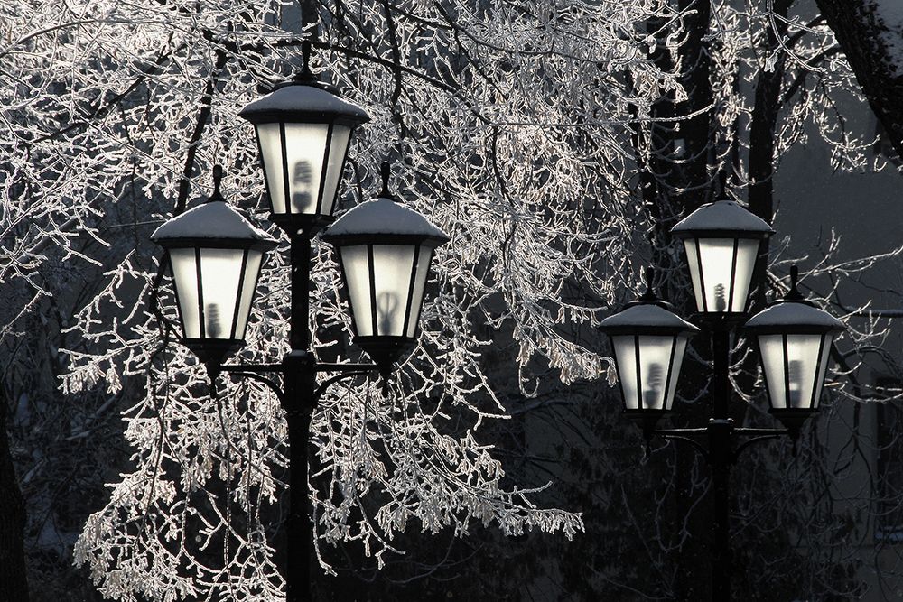 В ЗИМНЕМ ПАРКЕ