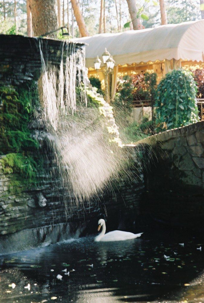Swan