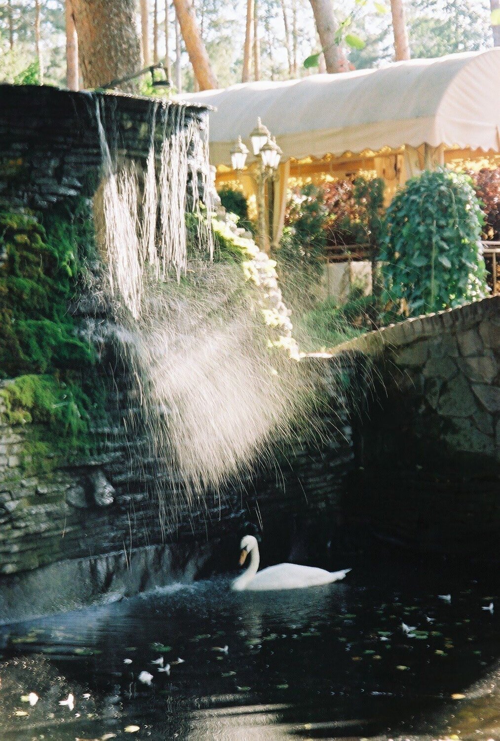 Swan