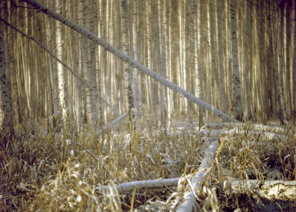 Зимний пейзаж 2