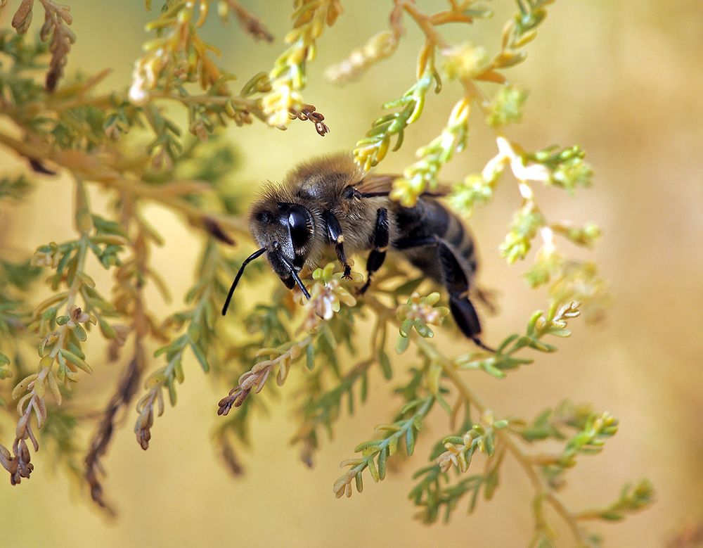 Осенний сон