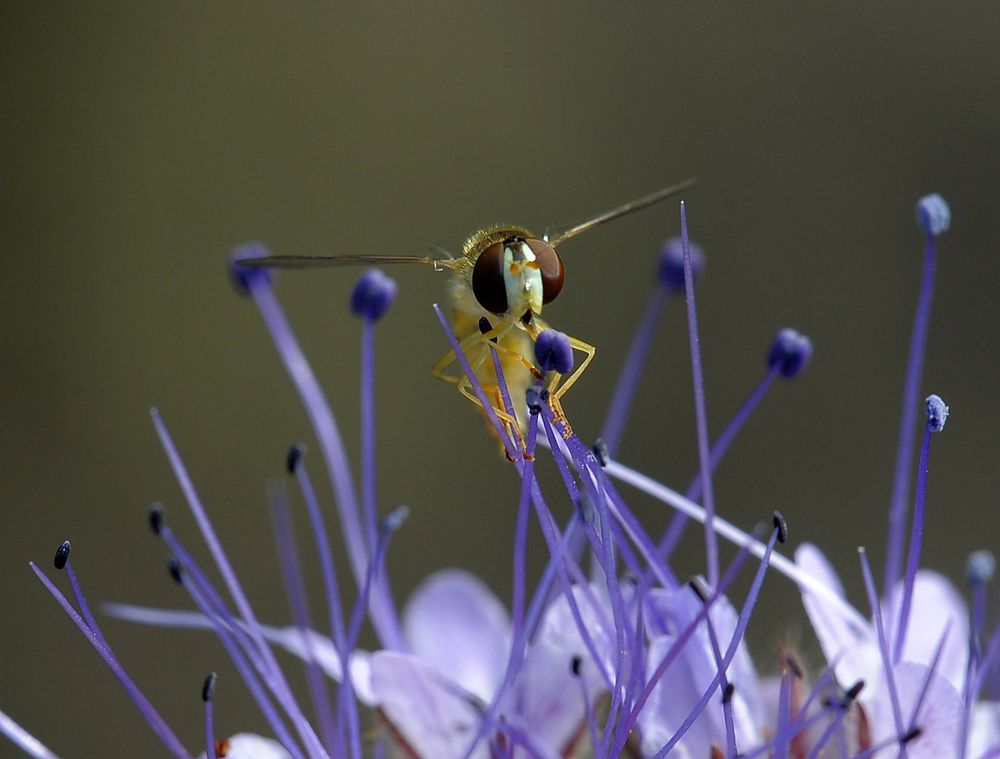 Третья планета