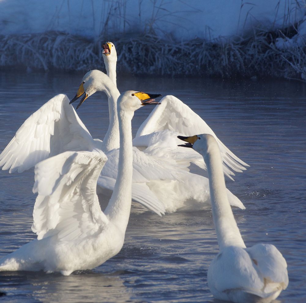 Спорный момент