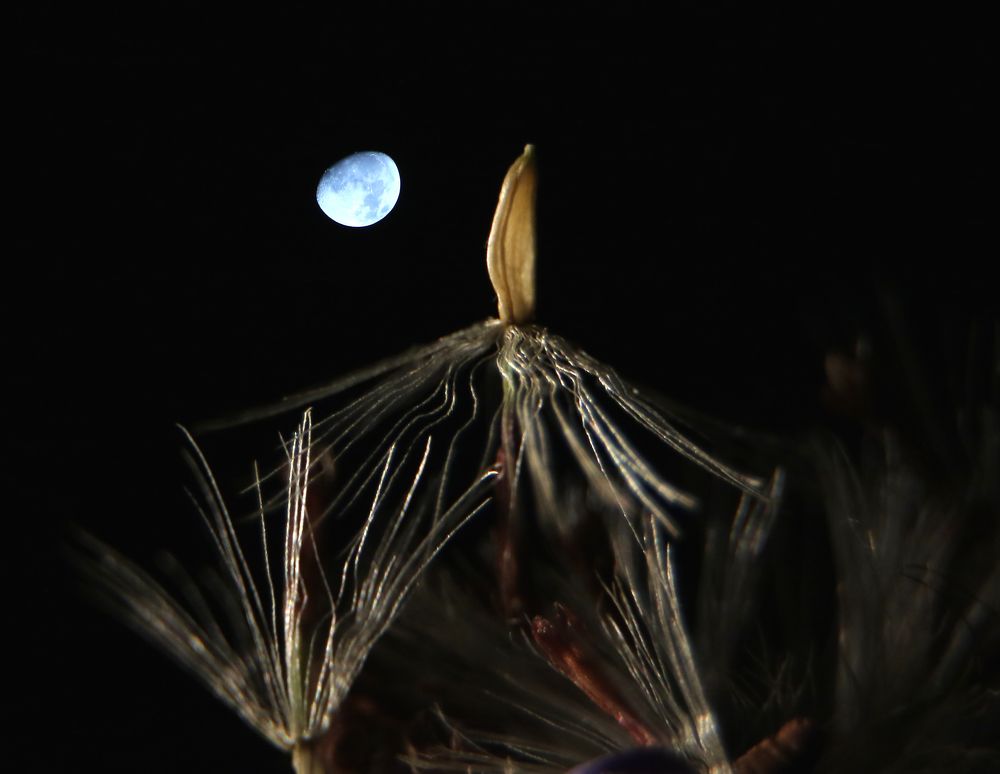 Moon and aster seeds.