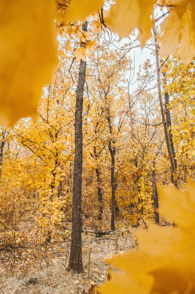Золотая осень