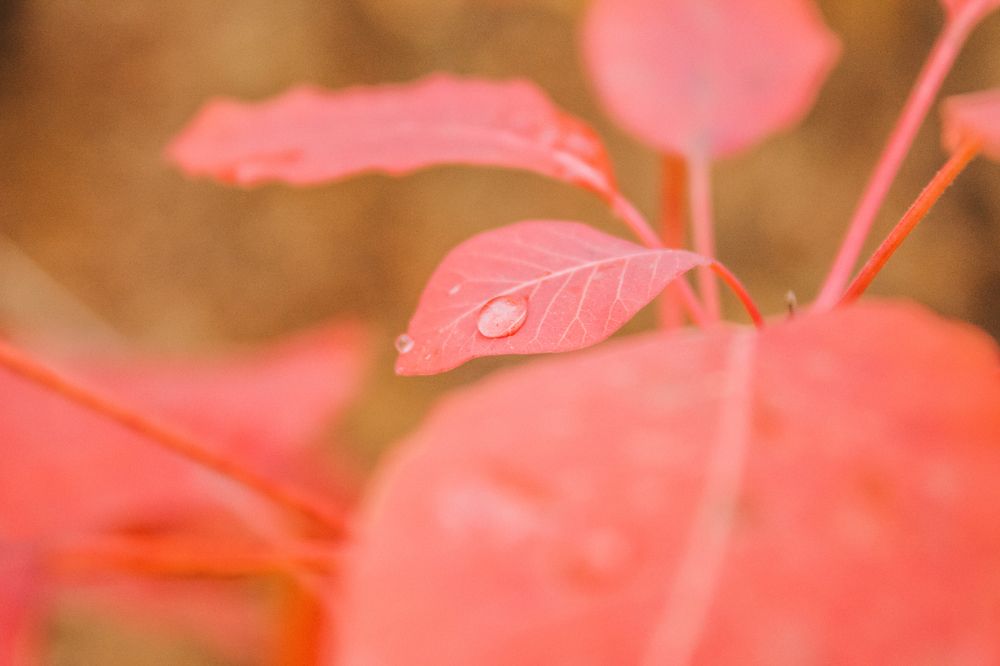 Осень. Красная листва