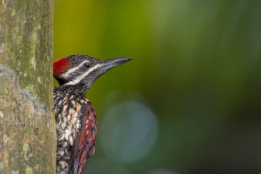 Looking for a new home