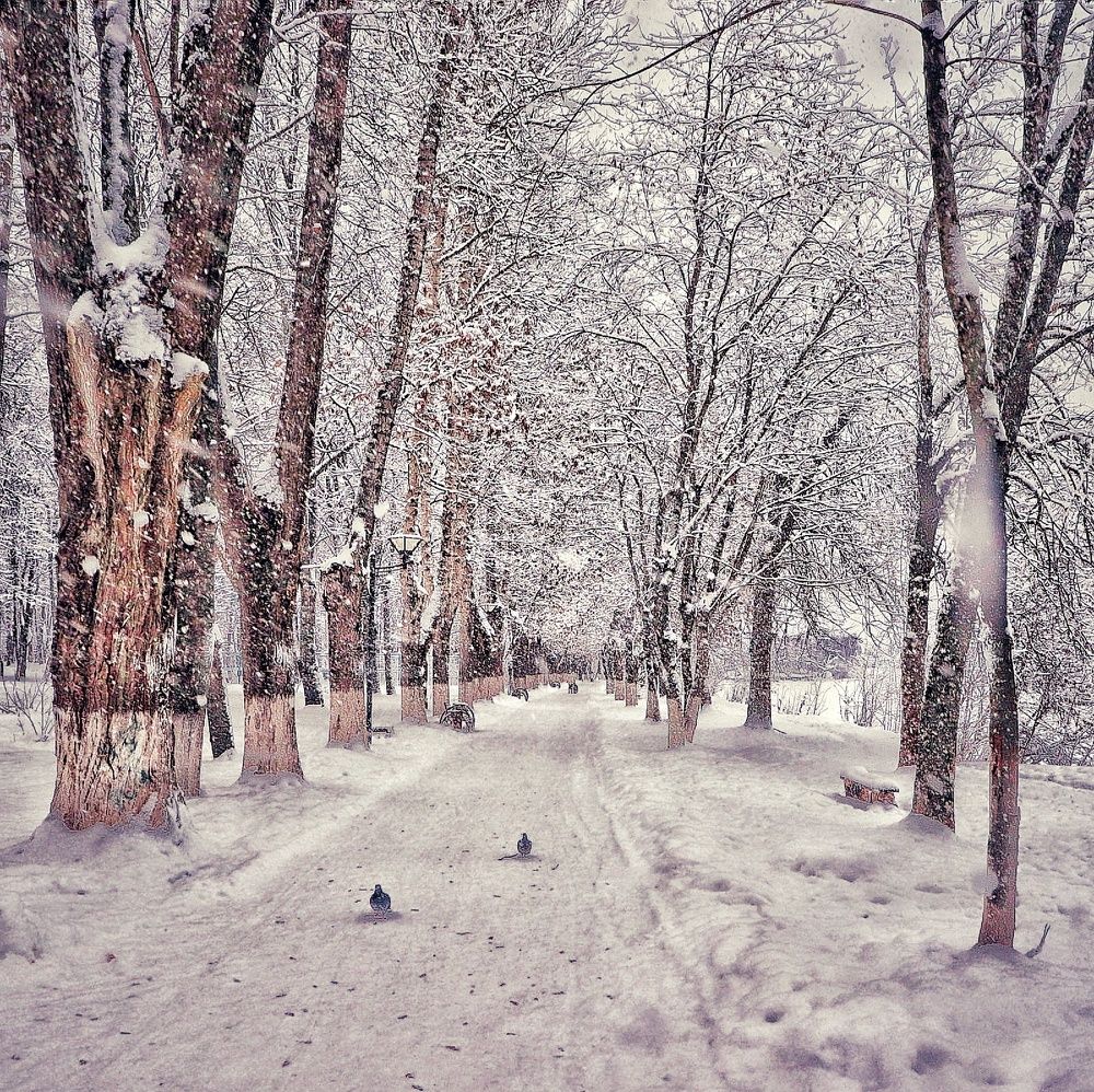 Волшебство зимы