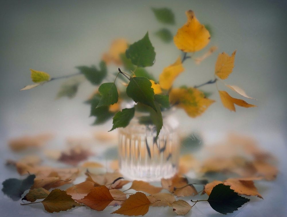 Серия "В туманном плену"